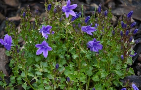 Klokjesbloem - Campanula portenschlagiana