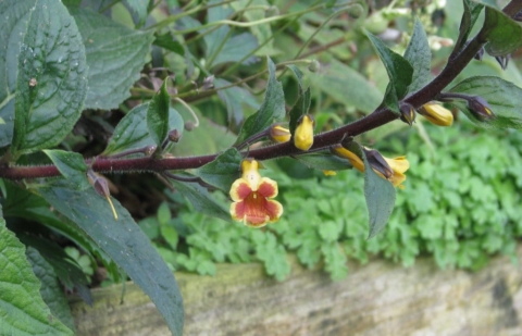 Chinees vingerhoedskruid - Titanotrichum oldhamii