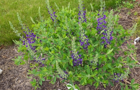 Valse indigo - Baptisia australis 'Var. Minor'