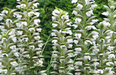Berenklauw - Acanthus mollis 'Rue Ledan'