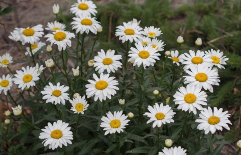 Margriet - Leucanthemum 'Snowcap'