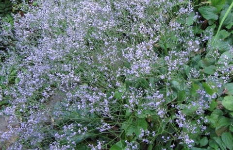 Lamsoor - Limonium latifolium 