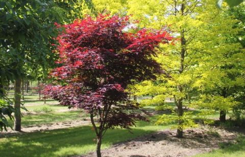 Japanse esdoorn - Acer palmatum