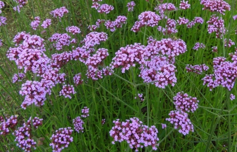 Ijzerhard - Verbena bonariensis 'Lollipop'®
