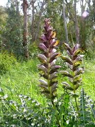 Berenklauw - Acanthus hirsutus syriacus