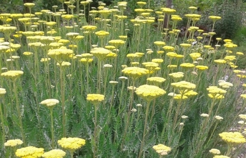Duizendblad - Achillea filipendula 'Parker 's Variety Pagels'