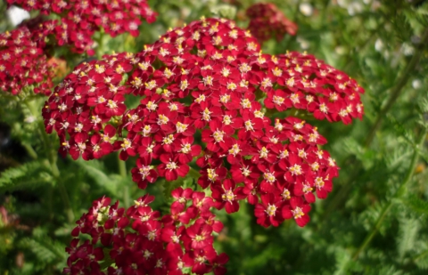 Duizendblad - Achillea millefolium 'Paprika'