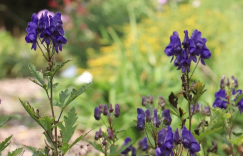 Monnikskap - Aconitum napiforme 