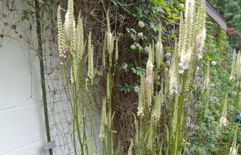 Zilverkaars - Actaea ramosa