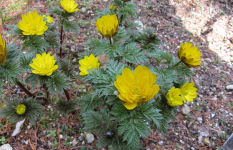 Adonisroosje - Adonis amurensis 