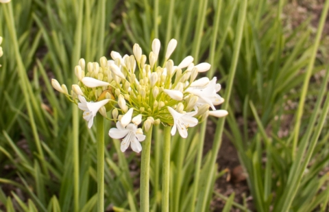 Kaapse lelie - Agapanthus 'Duivenbrugge White' 