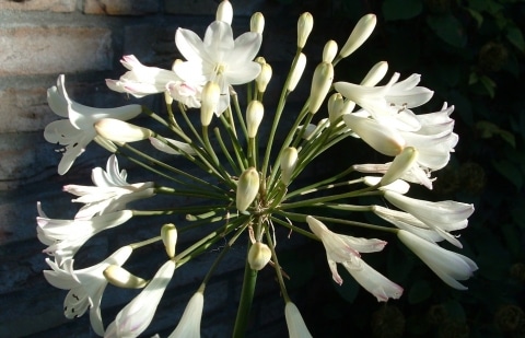 Kaapse lelie - Agapanthus 'Polar Ice'