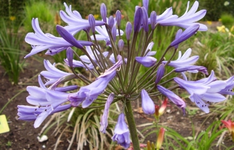 Kaapse lelie - Agapanthus 'Sunfield'         