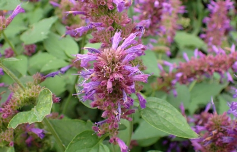 Dropplant - Agastache 'Blue Boa'