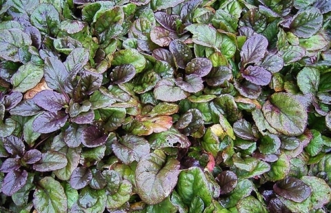 Zenegroen - Ajuga reptans 'Atropurpurea'