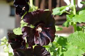 Stokroos - Alcea rosea 'Nigra'