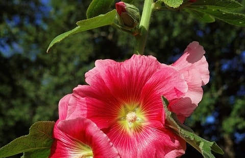 Stokroos - Alcea rosea