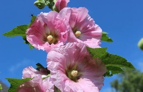 Stokroos - Alcea rosea