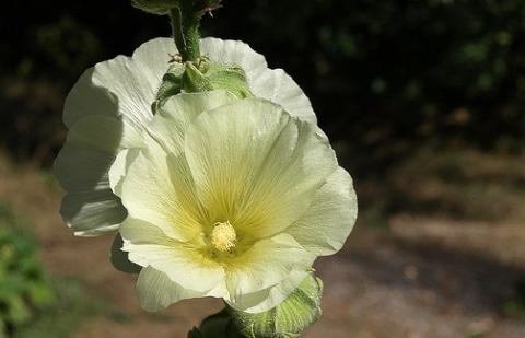 Stokroos - Alcea rosea