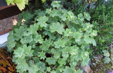 Vrouwenmantel - Alchemilla erythropoda