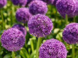 Sierui - Allium 'Globemaster'
