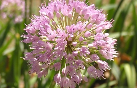 Sierui - Allium senescens 'Giganteum'