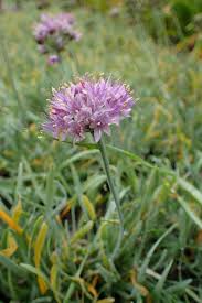 Sierui - Allium senescens 'Glaucum'
