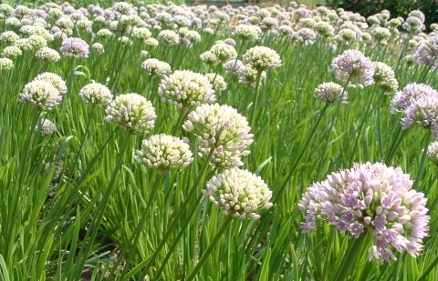 Sierui - Allium senescens