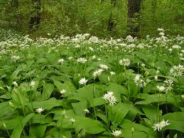 Daslook - Allium ursinum