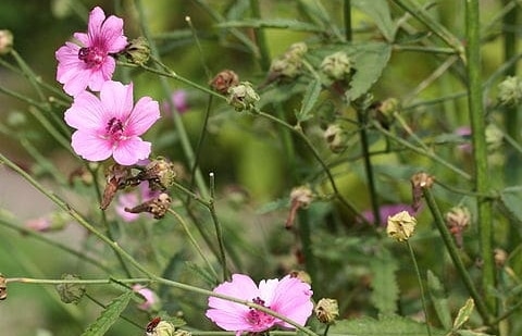 Heemst - Althaea cannabina