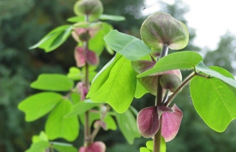 Amicia - Amicia zygomeris