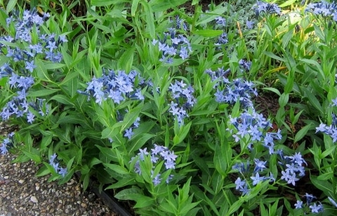 Blauwe ster - Amsonia 'Blue Ice'
