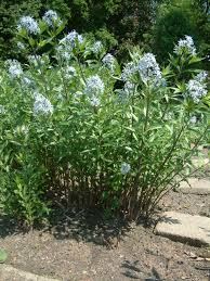 Blauwe ster - Amsonia tabernaemontana