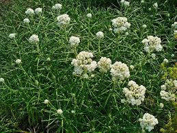 Siberische edelweiss - Anaphalis marcaritacea 'Yedoensis' 