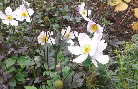 Anemoon - Anemone 'Wild Swan'