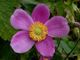 Anemoon - Anemone 'Splendens'