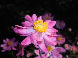 Anemoon - Anemone 'Pamina'