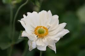 Anemoon - Anemone 'Whirlwind'