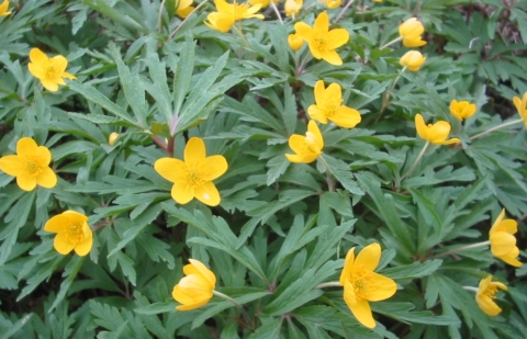 Gele bosanemoon - Anemone ranunculoides 