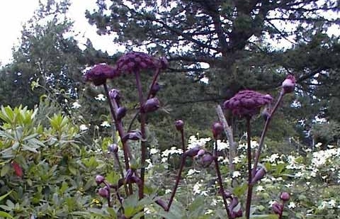 Engelwortel - Angelica gigas