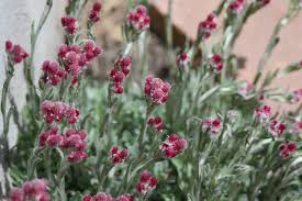 Rozenkransje - Antennaria dioica 'Rubra'
