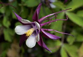 Akelei - Aquilegia 'Biedermeier'
