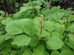 Duivelswandelstok - Aralia continentalis