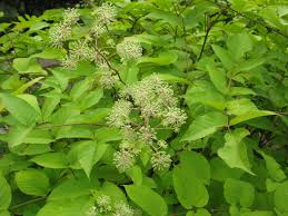 Duivelswandelstok - Aralia cordata sachalinensis