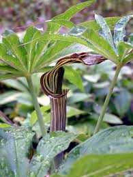 Jan op de preekstoel - Arisaema speciosum