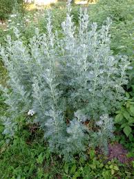 Alsem bijvoet - Artemisia absinthium