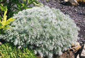 Alsem bijvoet - Artemisia schmidtiana 'Nana'