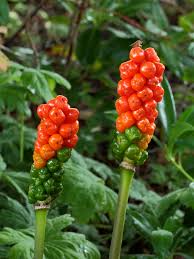 Aronskelk - Arum italicum