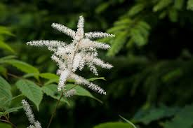 Geitenbaard - Aruncus dioicus 'Horatio'