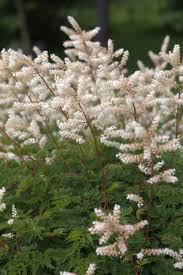 Geitenbaard - Aruncus aethusifolius 'Bronze'
